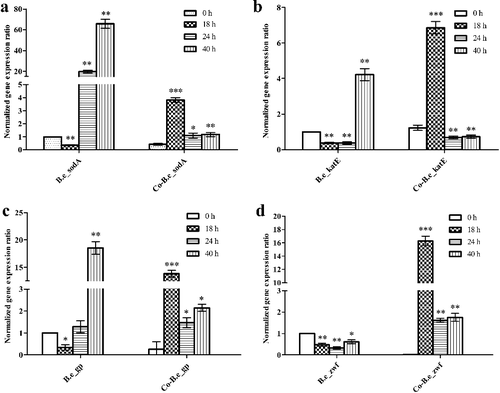 Figure 5. Expression levels of the oxidative stress-related genes sodA (a), katE (b), gp (c) and zwf (d) from B. endophyticus ST-1 in mono- and co-cultures.