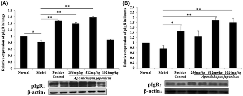 Fig. 3. Different expressions of pIgR in respiratory and intestine.Notes: Protein expression was analyzed by western blotting and β-actin was the loading control. Each value represents the mean ± SEM of eight mice in each group. #Significantly different from normal group, p < 0.05. *Significantly different from model group, p < 0.05. **Significantly different from model group, p < 0.01.