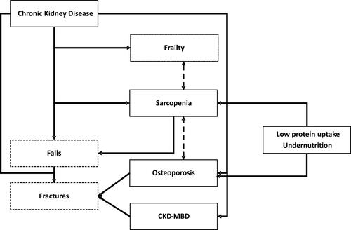 Figure 2 Interactions between musculoskeletal settings in older patients with chronic kidney disease. Plain frame represents diseases, and the other frames are parameters clinically assessed. This figure represents connections and interactions between phenotypes, diseases whatever the severity of each condition, in order to emphasize the key feature that fracture is, and therefore that falls and frailty must be prevented with an integrative management of all these diseases.