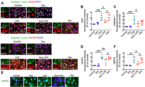 Figure 2 Dex treatment suppressed the formation of NLRP3 inflammasome and ER stress induced by LPS in A549 cells. Human pulmonary epithelial cells (A549 cell line) were incubated with 1 µM Atip for 3 hrs, then exposed simultaneously to 10 ng/mL LPS or/and 100 nM Dex for 24 hrs. Normal A549 cells served as the control. (A) inflammasome complex – NLRP3, ASC, and caspase-1 were assessed by immunofluorescence. Fluorescent intensity of (B) ASC (C) caspase-1 and (D) NLRP3 in A549 cells. (E) Endoplasmic reticulum (ER) stress was evaluated by labelling cells with Grp78. (F) Fluorescent intensity of Grp78. Nuclei were counterstained with 4’,6-diamidino-2-phenylindole (DAPI). Scale bar: 10 μm. Data were presented as scatter plot with mean (n = 5), *p < 0.05, **p < 0.01 and ***p < 0.001.