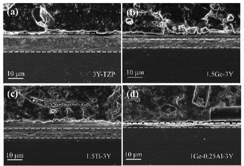 Figure 4. SEM images of the degraded zone from the cross-sections of (a) 3Y-TZP (b) 1.5ge-3Y (c) 1.5ti-3Y (d) 1ge-0.25al-3Y after 20 h aging at 134°C, the transformation zone is indicated by the area between the dotted lines, the upper zones are resin which was used to imbed the zirconia.