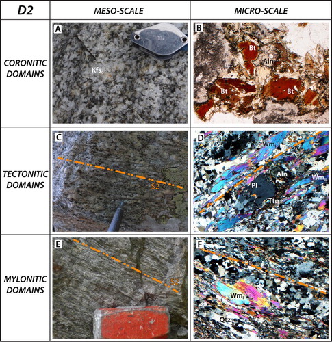 Figure 3. Multiscale deformation partitioning (coronitic, tectonitic, and mylonitic domains) in metaintrusive for D2 deformational stage. Detailed microstructural descriptions are reported in Table 3. (A) Preserved magmatic fabric and igneous Kfs in low-strain domains (UTM: 415987–5059526). (B) Aggregates of igneous Bt with a brown to reddish brown pleochroism in tabular and pseudo-hexagonal habits and single grains of Aln characterized by high birefringence; plane polarized light (UTM: 417479–5059237). (C) Tectonitic domains consist of fine- to medium-grained rocks characterized by the pervasive S2 foliation (UTM: 415394–5058667). (D) S2 is a spaced foliation marked by SPO and LPO of WmII associated with aggregates of Ttn and porphyroblasts of Pl. S2 wraps syn-D1 WmI and magmatic Aln relicts; crossed polars (UTM: 417479–5059237). (E) Mylonitic domains consist of fine-grained rocks with pervasive S2 foliation (UTM: 416299–5059103). (F) S2 is a spaced and discontinuous foliation marked by SPO and LPO of WmII that wraps WmI porphyroblasts; crossed polars (UTM: 415127–5060649).