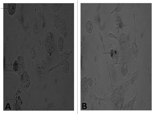 Figure 8. Comparison of FITC-dextran uptaking by immature and mature BMDCs. The BMDCs in different groups were prepared and compared in their ability to uptake FITC-dextran. A representative of three independent experiments was shown. The cells with lower FITC-dextran uptake were preincubated with LPS or NGP. For the analysis of dextran uptaking, the data for controls incubated at 4°C should be subtracted from the 37°C data. All data are represented as means ± S.E.M.(n = 3). *p < 0.05 vs. these in RPMI 1640. **p < 0.01 vs. those in RPMI 1640.