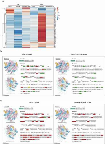 Figure 5. Analysis of the ribosome-related protein changes during rSS1GFP and rSS1GFP-M/NLSm infection. (a) The hierarchical clustering heatmap of ribosome-related proteins during rSS1GFP and rSS1GFP-M/NLSm infection at 12 and 24 hpi. The color scale bar locates in the right, and blue and red indicate decreased and increased levels of the identified DEPs, respectively. The modeling of ribosome signaling pathway in BSR-T7/5 cells infected with rSS1GFP (b) or rSS1GFP-M/NLSm (c) at 12 and 24 hpi, respectively (red, up-regulated DEPs; green, down-regulated DEPs; yellow, both up-regulated and down-regulated DEPs).