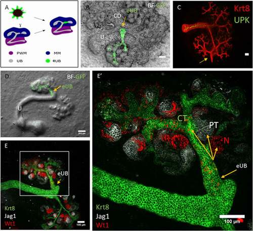 Figure 2. The eUB can be induced to connect to the collecting duct system of a natural kidney. (a) Steps of the process of eUB connection to host kidney CD. (b) Bright field image showing the GFP-eUB connected to the collecting duct tree and showing branching. (c) Immunofluorescence stain of the eUB (arrow), connected to the collecting duct tree and show no UPK expression. (d) Bright field image showing GFP-eUB connected to the collecting duct tree (arrow) and showing branching. (e) Immunofluorescence stain of D, showing eUB branched and induced nephron formation. (E’) Magnified image of E showing the connected eUB surrounded by WT1+ and Jag1+ nephrons. (CD; collecting duct, N; Nephron, PT; proximal tubule).