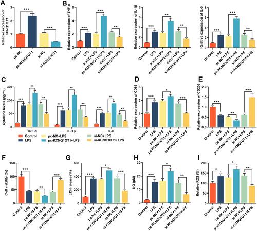 Figure 2 Knocking down KCNQ1OT1 inhibited LPS-induced neuroinflammation and neuronal apoptosis in HMC3 cells. HMC3 cells were transfected with pc-NC, pc-KCNQ1OT1, si-NC or si-KCNQ1OT1, respectively, and HMC3 cells were treated with 1 μg/mL LPS for 24 h after transfection. (A) RT-qPCR was used to detect KCNQ1OT1 expression. (B) RT-qPCR was used to detect the expression level of TNF-α, IL-1β and IL-6 mRNA. (C) ELISA was used to detect TNF-α, IL-1β and IL-6 in the cell culture supernatant of HMC3 cells. (D and E) RT-qPCR was used to detect the expression level of CD86 and CD206. (F) MTT assay was used to detect the viability of HMC3 cells. (G) The neuronal injury was detected using LDH cytotoxicity detection kit. (H and I) The levels of NO and ROS were detected. All experiments were performed in triplicate. *P<0.05, **P<0.01, and ***P<0.001.