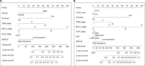 Figure 7 Nomogram for predicting the 1-, 3-, and 5-year event with ERCC8 expression and clinical indicators.Notes: (A) Nomogram for ERCC8 expression in HBV-related HCC RFS. (B) Nomogram for ERCC8 expression in HBV-related HCC OS.Abbreviations: AFP, alpha-fetoprotein; BCLC, Barcelona Clinic Liver Cancer; CLIP, Cancer of the Liver Italian Program; ERCC, excision repair cross-complementation; HBV, hepatitis B virus; HCC, hepatocellular carcinoma; OS, overall survival; RFS, recurrence-free survival.