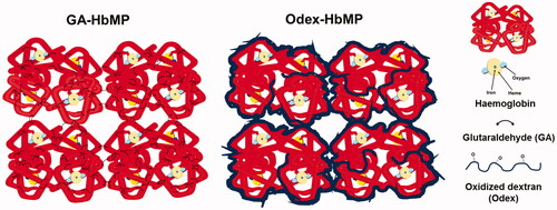 Figure 8. Schematic presentation of Hb cross-linking by Odex versus cross-linking by GA.