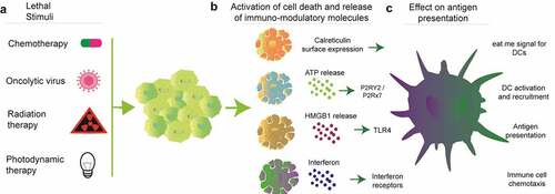 Figure 3. Mechanisms of ICD. Several types of lethal stimuli (a) activate tumor cell stress and cell death that leads to the surface expression of the “eat me” signal calreticulin and extracellular release of ATP, HMGB1 and interferons (b). In a concerted effort, the danger molecules released during ICD promote antigen presentation and immune cell trafficking (c)