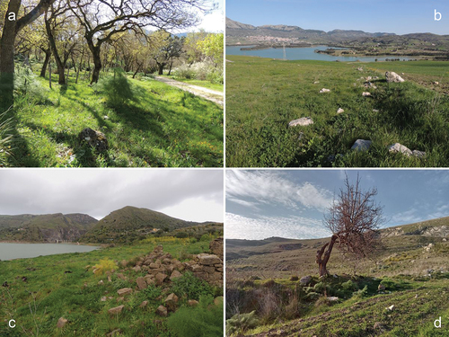 Figure 3. Four of the Plutonium zwierleini habitat in Sicily. (a) Near Ficuzza, Monreale (Palermo province, locality #18); (b) Piana degli Albanesi (Palermo province, locality #19); (c) Caccamo (Palermo province, locality #20); (d) Alimena (Palermo province, locality #17).