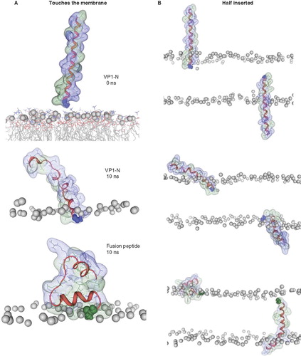 Figure 3. Snapshots of VP1-N and FP1–33 at various starting-positions in respect to the lipid bilayer: N-terminus towards the membrane (A), half inserted (B), deeper than half in the membrane (C) and fully inserted (D). Each panel shows VP1-N at 0 ns (top) and 10 ns (middle), as well as FP1–33 at 10 ns (bottom) for (A) and (B). (C) and (D) show structures after 100 ns instead of 10 ns. The protein backbone is shown in red, the side chains in stick modus and transparent van der Waals spheres. VP1-N-Gly-1 and FP1–33-Ala-1 are shown in blue and green, respectively, van der Waals spheres. Boundaries of the lipid bilayer are represented by the phosphorous atoms of the lipid headgroups (grey spheres). Water molecules are shown as blue triangles in a ball-stick modus. Graphics are generated using MOE.