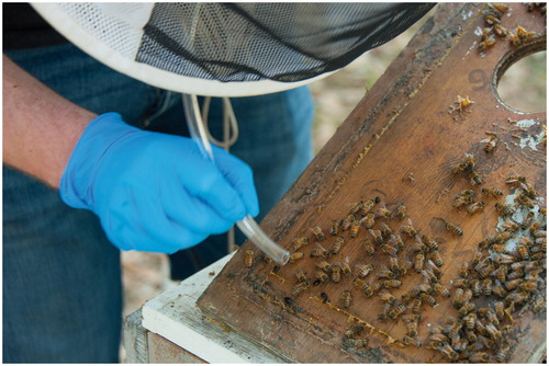 Figure 3. Flipping the lid, reveals a couple of SHBs, clustering underneath a group of bees.Photo credit: A.C.M. Cornelissen.