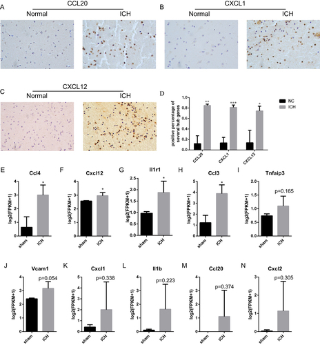 Figure 11 Validation of hub ICH-specific aging-related genes using ICH tissues and GSE206971. P-values were calculated using a two-sided unpaired Student’s t-test. (A–D) The expression of CCL20, CXCL1 and CXCL12 was upregulated in ICH at protein level. (E–N) The RNA-Seq expression of hub ICH-specific aging-related genes. (*p < 0.05, **p<0.01, ***p<0.001; ns, non-significance. Student’ t-test, n=3, aged 8–10 weeks).