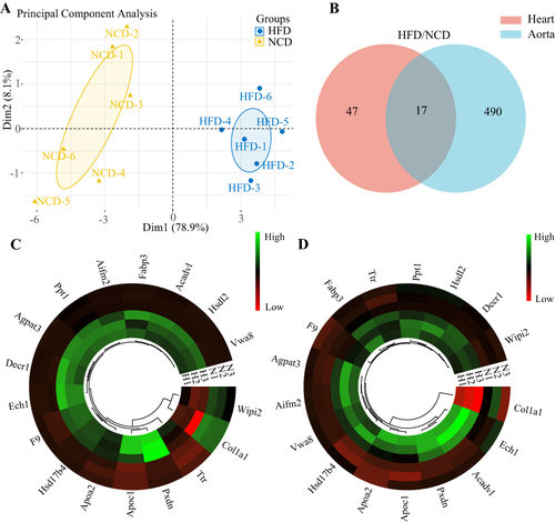 Figure 3 Common DEPs (Co-DEPs) in the heart and aorta. (A) Principal component analysis of individual samples. (B) Venn diagram of Co-DEPs in the heart and aorta. (C) Heatmap of Co-DEPs in cardiac tissue. (D) Heatmap of Co-DEPs in the aorta.