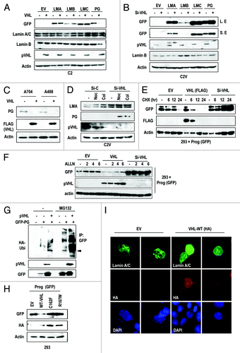 Figure 2. pVHL suppresses progerin expression. (A) pVHL suppresses progerin (PG) expression. Instead, the expression of other Lamin family proteins is not affected by pVHL. C2 cells were co-transfected with pVHL and the indicated GFP-Lamin A (LMA), Lamin B (LMB), Lamin C (LMC), or progerin (PG) vectors for 24 h. Because we used the GFP-fused vectors, the expression of each gene was examined with the GFP antibody. EV indicates empty-vector transfection. (B) Si-VHL induces progerin (PG) expression. C2V cells were transfected with indicating vectors or si-RNA for 24 h. “L. E” and “S. E” indicate longer exposed and shorter exposed results, respectively. (C) Endogenous progerin (PG) is reduced by pVHL overexpression. A704 and A498 cells were transfected with pVHL for 24 h. (D) Si-VHL induces endogenous progerin (PG) expression in C2V. C2V cells were transfected with si-C or si-VHL for 24 h and incubated with Nocodazole (Noc) or colcemide (Col) for 12 h. (E) pVHL suppress the half-life of progerin. 293 cells were transfected with progerin and pVHL or si-VHL for 24 h. After washing, cells were incubated with CHX (de novo protein synthesis inhibitor) for the indicated time. In pVHL-transfected cells, progerin’s half-life was reduced to 3.5 h, whereas si-pVHL extended it up to 24 h. We also provided the graphic analysis data in Figure S4B. (F) Proteasome inhibitor can block pVHL-induced progerin suppression. 293 cells, transfected with indicating vectors, were incubated with ALLN (20 μM) for the indicated time. In pVHL- or EV-transfected cells, progerin expression was increased. However, ALLN did not show this effect in si-pVHL-transfceted cells. (G) pVHL promotes progerin (PG) ubiquitination. 293 cells were co-transfected with HA-Ub, progerin and/or pVHL for 24 h and incubated with ALLN for additional 12 h. Cell lysates were subjected to IP with GFP Ab and WB with HA-Ub. (H) pVHL mutants do not suppress progerin expression. HA-tagged wild-type (WT-VHL) or mutant pVHL (C162F; 162, R167W; 167) were co-transfected with GFP-progerin (GFP-PG) for 24 h. (I) pVHL can ameliorate progerin-induced nuclear deformation. 293 cells were co-transfected with VHL and non-tagged progerin for 24 h. Differently from EV-transfected cells, WT-pVHL blocks progerin-induced nuclear deformation. Cells were fixed with Me-OH and stained with Lamin A/C (green) and HA (red). DAPI staining was used to visualize the DNA.