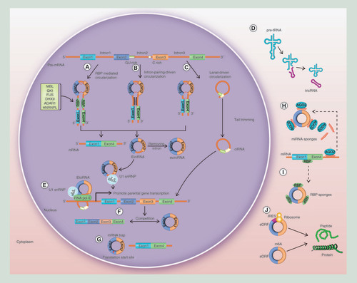 Figure 1. Circular RNA biogenesis mechanisms and the biological role of circular RNA. (A) RBP-mediated circularization. (B) Intron pairing-driven circularization. (C) Lariat-driven circularization. (D) TricRNAs are formed during the process of pre-tRNA splicing. (E) EIciRNAs can interact with U1 small nuclear ribonucleoproteins and then increase the transcription of their host genes by binding with RNA pol II; ciRNAs and the RNA pol II complex can directly interact and play a role in regulating parental gene transcription. (F) Circularization can compete with canonical splicing. (G) EcircRNAs can trap mRNAs. (H) CircRNAs can sponge miRNAs. (I) CircRNAs can act as protein sponges. (J) CircRNAs can be translated into peptides or proteins.CiRNA: Circular intronic RNA; EcircRNA: Exonic circRNA; EIciRNA: Exon–intron circRNA; RBP: RNA-binding protein; RNA pol II: RNA polymerase II; TricRNA: tRNA intronic circular RNA.