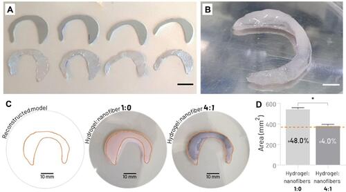 Figure 7 (A) Metal sheets used as electrospinning system collector (top row) for fabrication of the biomimetically aligned electrospun nanofibrous mats with custom dimensions (bottom row) (scale bar: 15 mm). (B) Photograph of a patient-specific bioprinted meniscal scaffold (hydrogel:nanofiber 4:1) (scale bar: 5 mm). (C) Top view of bioprinted meniscal scaffold based on nanofiber-free collagen hydrogel (hydrogel:nanofiber 1:0) and reinforced with biomimetic nanofibrous layers (hydrogel:nanofiber 4:1); compared to the reconstructed digital model (Orange line). (D) Quantitative analysis of shape fidelity of 2D area of the top of the bioprinted meniscal scaffolds (percentage values represent the relative increase in the cross-sectional surface area compared to the digital model) (the Orange dashed line represents the cross-sectional surface area of the digital template) (*p < 0.05).
