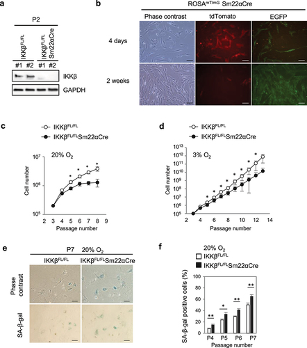 Figure 1. IKKβ knockout accelerates senescence in mouse skin fibroblasts.