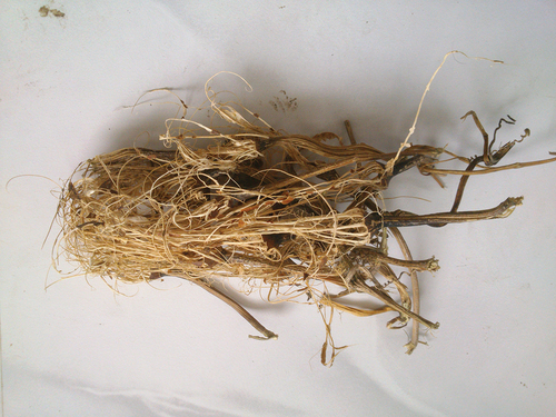 Figure 2. Extracted fibers from the outer shell of the sponge gourd.