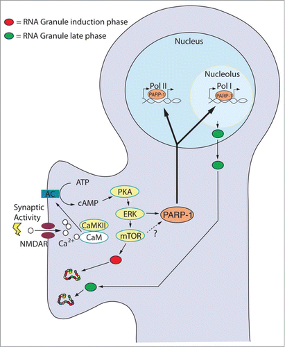 Figure 1. Hypothetical Model for the Transduction of Synaptic Stimuli to Long-Term Plasticity. Synaptic stimulation triggers adenylate cyclase (AC) resulting in the rapid release of cAMP and the activation of the cAMP-PKA-ERK pathway. Stimuli leading to long-term plasticity activate mTOR-dependent translation of preexisting RNA granules (red). Simultaneously, the PKA-ERK pathway induces the synthesis and activation of chromatin remodeling factors (e.g. PARP-1) that opens the chromatin allowing plasticity-dependent transcription to take place. Crucial among the new transcripts are precursor rRNAs required for the formation of new ribosomes. We hypothesize that new and qualitatively different ribosomes are assembled into new RNA granules (green) and shipped to activated synapses to maintain, through local protein synthesis, the long-lasting changes required for long-term synaptic plasticity and memory.