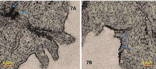 Figure 7. (A) Drug permeation of SLN-NAC; (B) Drug permeation of NAC in human corneal construct.