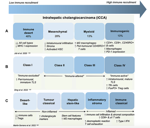 Figure 3 The immune landscape of iCCA as described in three studies. (A) Job et al discovered four classes - Immune desert, Mesenchymal, Myeloid and Immunogenic.Citation143 (B) Ding et al subdivided the immunoenvironment of iCCA according to distribution and density of tertiary lymphoid structures from Class I to Class IV.Citation147 (C) Martin-Serrano et al has presented 5 STIM classes broadly categorised by inflamed and non-inflamed classes, further subdivided according to genotype-immuno-phenotype properties.Citation148 NB: this diagram has not been made to reflect the exact proportions of each subtype in relation to each other.