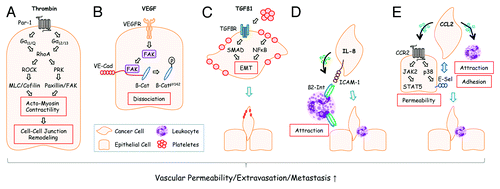 Figure 1. Disseminated tumor cells use different extravasation mechanisms. (A) Tumor cells can activate the coagulation system and generate thrombin from its precursor, prothrombin, at sites of metastasis.Citation23 Activation of the thrombin receptor PAR-1 on endothelial cells leads to G protein-mediated activation of RhoA and RhoA downstream signaling components that converge on the increase of actomyosin contractility and cell-cell junction remodeling. Adapted from reference Citation8. (B) VEGF, derived from tumor cells at the site of metastasis, activates focal adhesion kinase (FAK) in endothelial cells that subsequently binds to the cytoplasmic tail of VE-cadherin (VE-Cad). At this location, β-Catenin (β-Cat) is phosphorylated by FAK and dissociates from VE-cadherin leading to endothelial cell junctional breakdown.Citation6 Additional modes how VEGF affects vascular permeability have also been described.Citation24 (C) Plateletes can support metastasis in several ways: Platelet-derived TGFβ1 activates SMADs in tumor cells. Simultaneously, NFκB is activated by platelet-tumor cell contacts. Both synergize to induce epithelial-mesenchymal transition (EMT) thereby promoting extravasation. Adapted from reference Citation4. (D) Human melanoma cells readily extravasate when co-injected with human neutrophils into recipient mice. This effect is mediated by melanoma-derived IL-8 which attracts neutrophils and induces expression of β2-Integrin (β2-Int). Neutrophils anchor tumors cells to endothelial cells via contacts of β2-Integrin to extracellular matrix compounds and the cell adhesion molecule ICAM-1.Citation3 (E) Tumor cell-derived CCL2 can activate corresponding CCR2 receptors on endothelial cells thereby inducing JAK2/STAT5 and p38MAPK signaling pathways. Both pathways synergize to increase vascular permeability. p38MAPK induces expression of E-Selectin (E-Sel) in endothelial cells which promotes attachment of tumor cells. Simultaneously, monocytes are attracted by CCL2 which support extravasation of tumor cells through walls of capillaries with reduced barrier function. Adapted from reference Citation9.