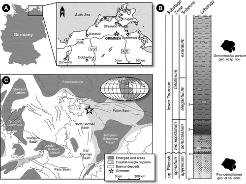 FIGURE 1. A, geographical location map. B, stratigraphic standard section of the late Early Jurassic succession exposed in the Grimmen clay pit (wavy line indicates hiatus at the Pliensbachian-Toarcian transition), with stratigraphic position of Grimmenodon aureum, gen. et sp. nov., GG 437, holotype, and Pycnodontiformes, gen. et sp. indet., MV 202615. C, rough reconstruction of Toarcian paleogeography of central and western Europe (modified from Stumpf, 2016).