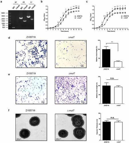 Figure 1. Confirmation and characterization of the mutT mutant strain. (a) The mutT mutation was confirmed through combined PCR. (b) Growth curves of the wild-type and mutant strains using OD600 measurements under vigorous shaking. (c) Growth curves of the wild-type and mutant strains using OD600 measurements under static conditions. Each experiment was performed in triplicate. *P < 0.05; **P < 0.01; ***P < 0.001. Gram staining of ZY05719 and ΔmutT grown in THB (d) or cultured on THA (e) were evaluated by light microscopy (× 1000). (f) Morphology characteristics of ZY05719 and ΔmutT were examined by TEM (× 50,000)