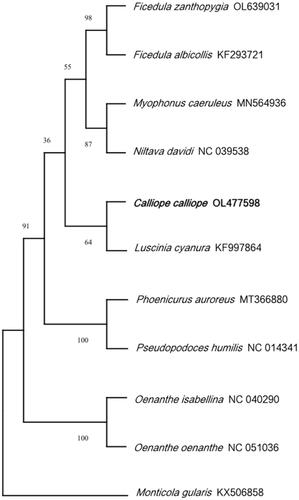 Figure 3. Phylogenetic tree generated using the Neighbor-Joining method based on the complete mitochondrial genomes of 11 species.