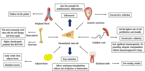 Figure 1 Mesenchymal stem cells of various origins: Peripheral blood, Bone marrow, Adipose tissue, Amniotic membrane, Umbilical cord, Deciduous teeth, et al. Mesenchymal stem cells are capable of self-renewal and multidirectional differentiation, and different sources of MSCs have some different advantages.