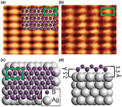 Figure 13. (a) Simulated empty states STM image (Vsample=1.0 V), with overlaid atomic structure and unit cell of 0.500 nm by 0.289 nm. (b) Experimental STM image (Vsample = 0.1 V, It=1.0 nA) of borophene was dominantly observed when it was grown at a high temperature of 700 °C, with overlaid unit cell of 0.51 nm by 0.29 nm. Top (c) and side (d) views of the low-energy monolayer structure corresponding to the δ6-type borophene sheet (unit cell indicated by the green box). From [Citation46]. Reprinted with permission from AAAS.