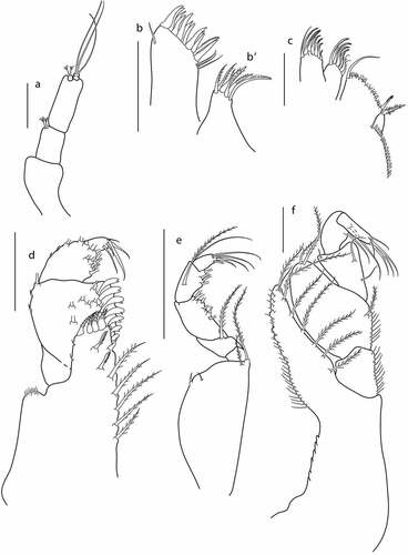 Figure 13. Eocuma mandeli sp. nov., non-ovigerous female, paratype (ZMBN 149213). a, Antennule; b, maxilla outer endite; b’, maxilla inner endite; c, maxillula; d, maxilliped 1; e, maxilliped 2; f, maxilliped 3. Scale bars = 0.1 mm.