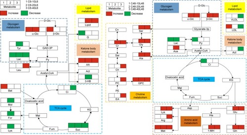 Figure 4 Metabolic networks induced by Fe@Si NPs in rat plasma at 6 hours (left panel) and 48 hours (right panel) postdose.Notes: C and L represent the control and low-dose groups, respectively. Decreased and increased levels and no significant change in characteristic metabolites against corresponding controls are represented by green, red, and blank boxes, respectively. Different background colors for pathways indicate different biochemical pathways.Abbreviations: Fe@Si, Fe3O4@SiO2-NH2; NPs, nanoparticles; AB, aminobutyrate; AA, acetoacetate; Ab, anabasine; Ace, acetate; Ach, acetylcholine; Aco, aconitate; Act, acetone; AD, acetamide; AH, aminohippurate; Ala, alanine; All, allantoin; Arg, arginine; Asn, asparagine; Ben, benzoate; Bet, betaine; Bu, butyrate; Ch, choline; Ci, citrate; Cn, creatinine; Cr, creatine; DG, deoxyguanosine; DMA, dimethylamine; DMG, dimethylglycine; DU, deoxyuridine; EA, ethanolamine; Eth, ethanol; For, formate; Fum, fumarate; G, glycerol; GA, guanidinoacetate; Glc, glucose; Gln, glutamine; Glu, glutamate; Gly, glycine; GPC, glycerolphosphocholine; HB, hydroxybutyrate; HG, homogentisate; HIB, hydroxyisobutyrate; Hip, hippurate; HIV, hydroxyisovalerate; IB, isobutyrate; Ile, isoleucine; IP, isopropanol; IV, isovalerate; KG, ketoglutarate; KIV, ketoisovalerate; L, lipid; Lac, lactate; LDL, low-density lipoprotein; Leu, leucine; Lys, lysine; MA, methylamine; Mal, malonate; MG, methylguanidine; MH, methylhistidine; m-HPA, meta-hydroxyphenylacetate; m-I, myo-inositol; Met, methionine; MM, methylmalonate; Mol, methanol; NA, nicotinamide; NAD, nicotinamide adenine dinucleotide; NAG, N-acetylglutamate; NAS, N-acetyl glycoprotein signal; N-MH, N-methylnicotinamide; NP, neopterin; o-HPA, ortho-hydroxyphenylacetate; PA, picolinate; PAG, phenylacetylglycine; Pan, pantothenate; PAP, adenosine 3′,5′-diphosphate; PC, phosphocholine; Phe, phenylalanine; p-HPA, para-hydroxyphenylacetate; Prop, propionate; Py, pyruvate; Ser, serine; Suc, succinate; Tau, taurine; TGL, trigonelline; Thr, threonine; TMAO, trimethylamine N-oxide; Trp, tryptophan; Tyr, tyrosine; UC, urocanate; Val, valine; VLDL, very-low-density lipoprotein.