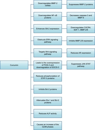 Figure 1 Effect of curcumin on different molecular targets in endometrial carcinoma.