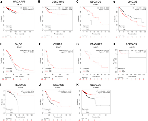 Figure 4 Correlation between GALNT6 gene expression and survival prognosis of cancers in the TCGA database. Relapse-free survival or overall survival of (A) BRCA, (B) CESC, (C) ESCA, (D) LIHC, (E and F) OV, (G)PAAD, (H) PCPG, (I) READ, (J) STAD, and (K) UCEC.