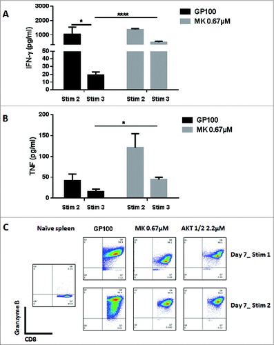 Figure 2. Akt inhibition by MK-2206 maintains a high level of IFNγ and TNF secretion in CD8+ T cells. CD8+ T cells from pMel-1 mice were stimulated with gp10025–33 peptide (1 µmol/L) in the presence or absence of MK-2206 (0.67 µmol/L). On days 7 and 14, CD8+ T cells were re-stimulated with gp10025–33 peptide and the IFNγ and TNF levels in the supernatant were assessed after 24 h using CBA. Granzyme B expression was assessed on days 7 and 14. The data are representative of at least 2 independent experiments. (A) The ability of CD8+ T cells to produce IFNγ with subsequent stimulations is significantly diminished. CD8+ T cells treated with MK-2206 maintain their ability to secrete IFNγ with further stimulations. *, P < 0.05; ****, P < 0.0001. (B) CD8+ T cells treated with MK-2206 produce significantly higher levels of TNF and maintain this ability with further stimulations. *, P < 0.05. (C) Following the first stimulations, all the cells produce Granzyme B. A higher percentage of CD8+ T cells treated with MK-2206 or Akt-1/2 inhibitor produce a high level of Granzyme B following the second stimulation.