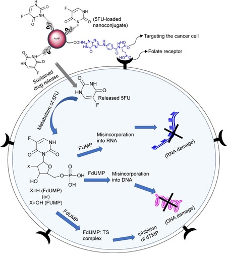 Figure 8 Mechanism of folate receptor-mediated drug targeting and inhibition of MCF-7 cancer cells by 5FU-loaded FA-polymer-AuNPs nanoconjugates.Abbreviations: AuNP, gold nanoparticles; FdUMP, 5-fluorodeoxyuridine monophosphate; FUMP, 5-fluorouridine monophosphate; 5FU, 5-fluorouracil; TS, thymidylate synthase; dTMP, deoxythymidine monophosphate.