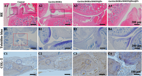 Figure 6. (a–c) Representative (a) H&E staining, black frame indicate cartilage; (b) Toluidine blue staining, red frame indicate irregular regenerated tissues; (c) COL-II immunohistochemical staining of the cartilage sections in different groups after 8 weeks of treatment, blue circle indicate the expression of COL-ⅱ(dark brown represents its high expression).