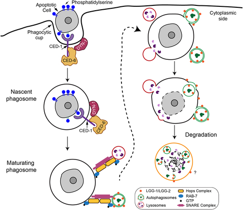 Figure 1. A diagram illustrating how autophagosomes and lysosomes are recruited to the surfaces of phagosomes and subsequently fuse with phagosomes. C. elegans CED-6 and DYN-1 are members of the CED-1 pathway. CED-6, a phosphotyrosine-binding (PTB) domain-containing protein and a homolog of mammalian GULP1, is an adaptor for the phagocytic receptor CED-1. DYN-1 encodes the large GTPase dynamin. The LGG/LC3 markers label both the outer and inner membranes of autophagosomes. Once the outer membranes fuse with the phagosomal membrane, the inner vesicles are deposited into the phagosomal lumen, resulting in the accumulation of the mCherry-LGG-1/LGG-2 reporters inside the phagosomal lumen. On the contrary, the fusion of the single-membrane lysosomes with phagosomes results in the retention of any lysosomal membrane markers on the phagosomal membrane. The question mark depicts that it is unclear, after autophagosome-phagosome fusion, how long the LGG/LC3 markers would remain on the phagosomal membrane.