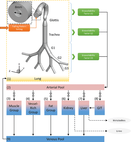 Figure 1. Framework of the CFPD-PBTK model.