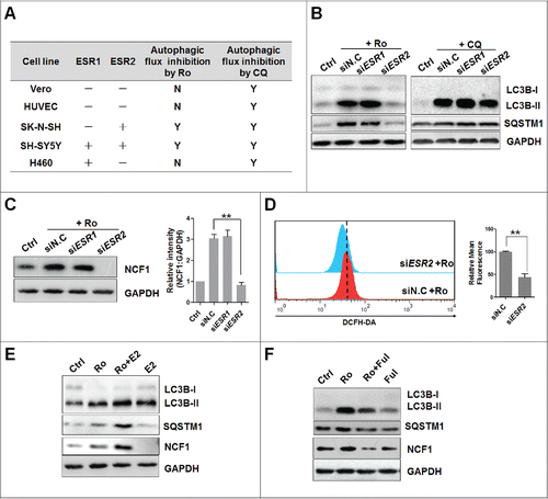 Figure 9. Activation of NCF1 and ROS requires ESR2. (A) Estrogen receptor expression and autophagy status in cell lines. −, no expression; +, positive expression based on analysis by western blot; Y, accumulation of LC3B-II and SQSTM1 induced by Ro (50 μM) or CQ (20 μM); N, cells resistant to Ro- or CQ-mediated autophagic flux inhibition. (B) Knockdown of ESR2 reduces Ro-induced LC3B-II and SQSTM1 accumulation. ECA-109 cells were transfected with siRNAs against ESR1 or ESR2 for 24 h and treated with Ro or CQ for another 12 h. siN.C, nonsense control siRNA. (C and D) Knockdown of ESR2 reduces NCF1 expression and ROS production. Three independent experiments were performed and a representative bolt was shown. ImageJ densitometric analysis of the NCF1:GAPDH ratio from NCF1 immunoblots (mean ± SD of 3 independent experiments) (**, P< 0.005). (E) Estradiol promotes Ro-induced LC3B, SQSTM1, and NCF1 accumulation. ECA-109 cells were pretreated with estradiol (E2) (100 ng/ml) for 2 h and then incubated with Ro for 12 h. (F) Fulvestrant compromises autophagic flux inhibition by Ro. Treatment cells with 10 μM Fulvestrant (Ful) for 2 h before adding Ro. Three independent experiments were performed and a representative result was shown.