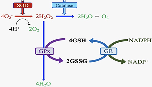 Figure 6 Glutathione metabolism. The activity of catalase and peroxidase enzymes can stop the accumulation of H2O2. GPx catalyzes the reaction of 4GSH and 2H2O2 to 2GSSG and 4 H2O. Reduced glutathione (GSH) is formed from oxidized glutathione (2GSSG) and reduced nicotinamide adenine dinucleotide phosphate (NADPH), becoming 4GSH and nicotinamide adenine dinucleotide phosphate (NADP+) through a reaction catalyzed by the enzyme glutathione reductase (GR).