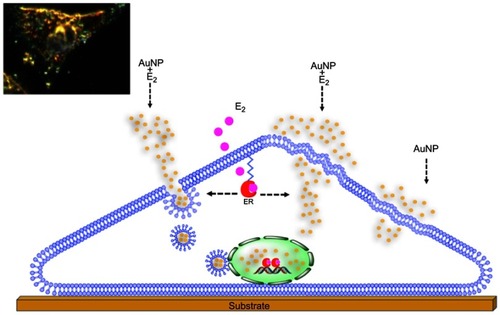 Figure 7 Estradiol (E2) increases the gold nanoparticles (AuNP) uptake into the breast cancer cell. One mechanism of AuNP cellular internalization is mediated by the formation of vesicle (lysosomes) and the transport to regions nearby the nucleus. Other mechanism can be due to the increase on the cell surface roughness and thereby promoting the AuNP diffusion across the plasma membrane.