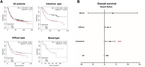 Figure 7 Prognostic values of ARL4C for different GC subtypes. (A) Survival analyses of ARLs for intestinal, diffuse and mixed GC, respectively (overall survival by Kaplan–Meier plotter). (B) The forest plot showed the distribution of hazard ratios for ARL4C in different GC subtypes by Kaplan–Meier plotter. ***P<0.001.