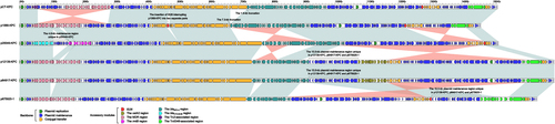 Figure 1 Linear comparison of plasmid genome sequences.