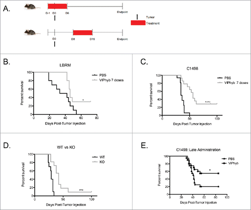 Figure 1. Early and late administration of VIPhyb improves survival in AML and T cell leukemia-bearing mice. Albino B6 mice were administered 10 μg VIPhyb subcutaneously for 7seven consecutive days beginning either the day before or one week after receiving 106 C1498 or 2 × 106 LBRM cells intravenously. (A) Timeline of tumor injection and VIPhyb treatment. (B) Survival of LBRM-bearing mice receiving either PBS or VIPhyb. (n = 10 PBS, n = 10 VIPhyb) (C) Survival of C1498-bearing mice receiving either PBS or VIPhyb. (n = 16 PBS, n = 14 VIPhyb) (D) Survival of WT and VIP KO mice following C1498 inoculation. (n = 10 WT, n = 10 VIP KO) (E) Survival data from two experiments of C1498-bearing mice receiving late treatment with PBS or VIPhyb. (n = 20 PBS, n = 20 VIPhyb) *p < 0.05 and ***p < 0.001 indicate significant differences between the control and treated groups.