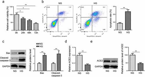 Figure 1. ACE2 expression is reduced in DA model in vitro.(a) Cell viability was detected by MTT assay in HG-induced HMEC-1 cells at different time points. (b) Cell apoptosis was assessed by flow cytometry in HG-induced HMEC-1 cells. (c) Bax and cleaved caspase-3 protein expression was detected by western blotting in HG-induced HMEC-1 cells. (d and e) The expression level of ACE2 was determined by RT-qPCR and western blotting. *P < 0.05; **P < 0.01.