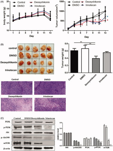 Figure 7. Anticancer activity of deoxyshikonin in vivo via PI3K/Akt/mTOR pathway. BALB/c nude mice were injected with DLD-1 cells into the subcutaneous tissue of the right auxiliary region. Xenograft model was established when tumours reached an average size of 62.5 mm3, and the treatments were given different drugs by intraperitoneal injection for a total of 13 days: control, DMSO (1% DMSO, every two days), deoxyshikonin (20 mg/kg in 1% DMSO, every two days), irinotecan (66.7 mg/kg, every four days). (A) Body weights and tumour volumes were measured once daily; (B) images, tumour weights and H&E staining (200× magnification) were measured after 13 days of treatment; (C) the proteins of tumour tissues were blotted with antibodies against indicated proteins (PI3K, p-PI3K, Akt, p-Akt308 and mTOR), and β-actin was blotted as a loading control. Data are presented as mean ± SD. *p < 0.05, **p < 0.001, ***p < 0.0001 and ****p < 0.00001 versus control.
