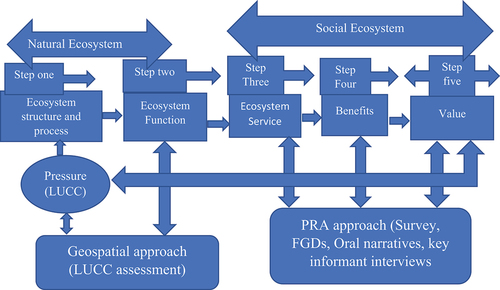 Figure 1. Ecosystem service cascade.